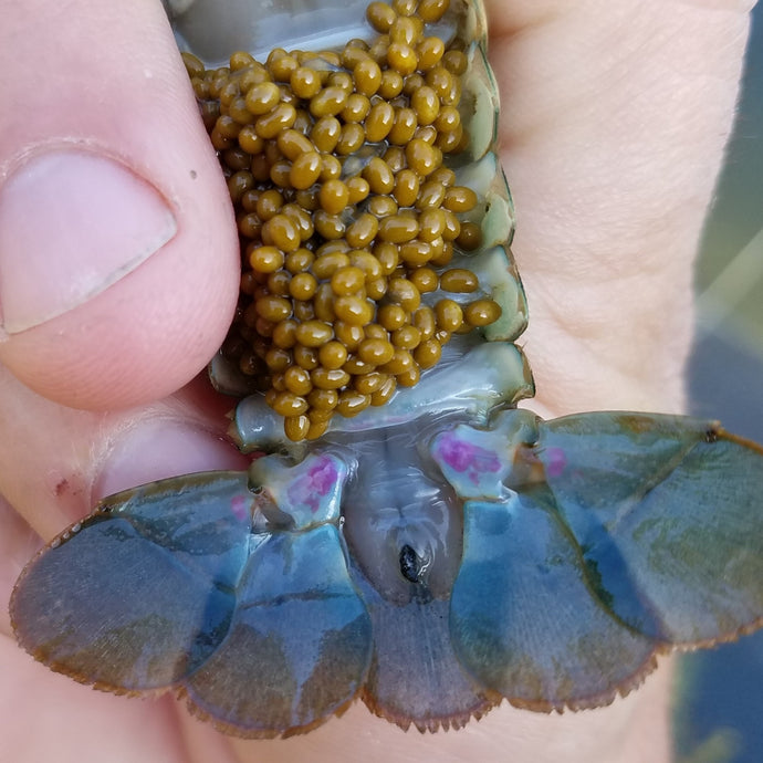 Breeding Redclaw Crayfish for Fun and Profit