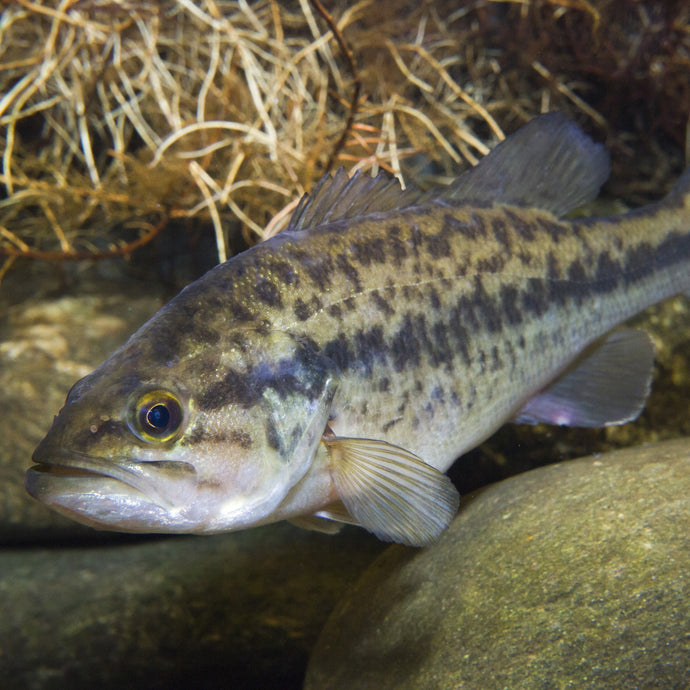 America's Favorite Game Fish - The Largemouth Bass