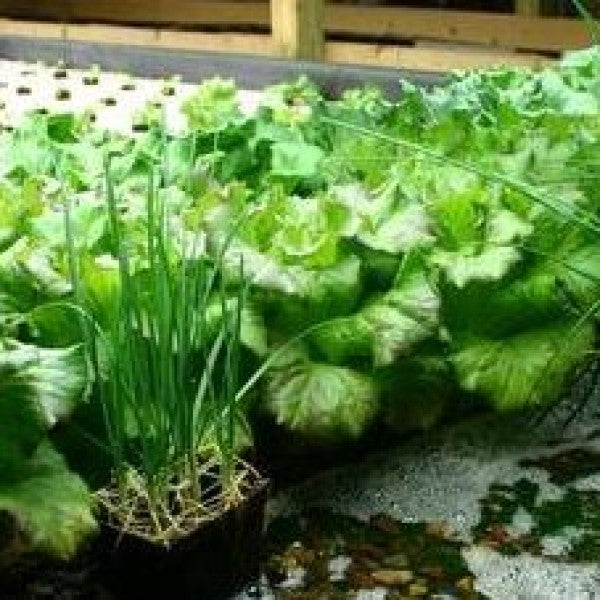 What is Aquaponics and How Do I Get Started?