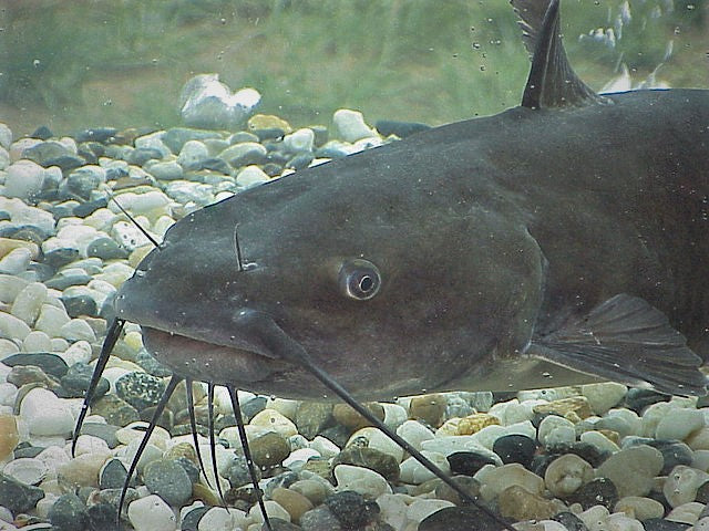 CHANNEL CATFISH FOR SALE – Live Aquaponics