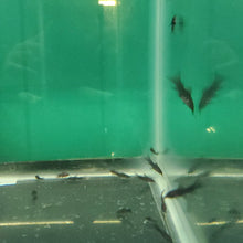 Load image into Gallery viewer, Armored Catfish