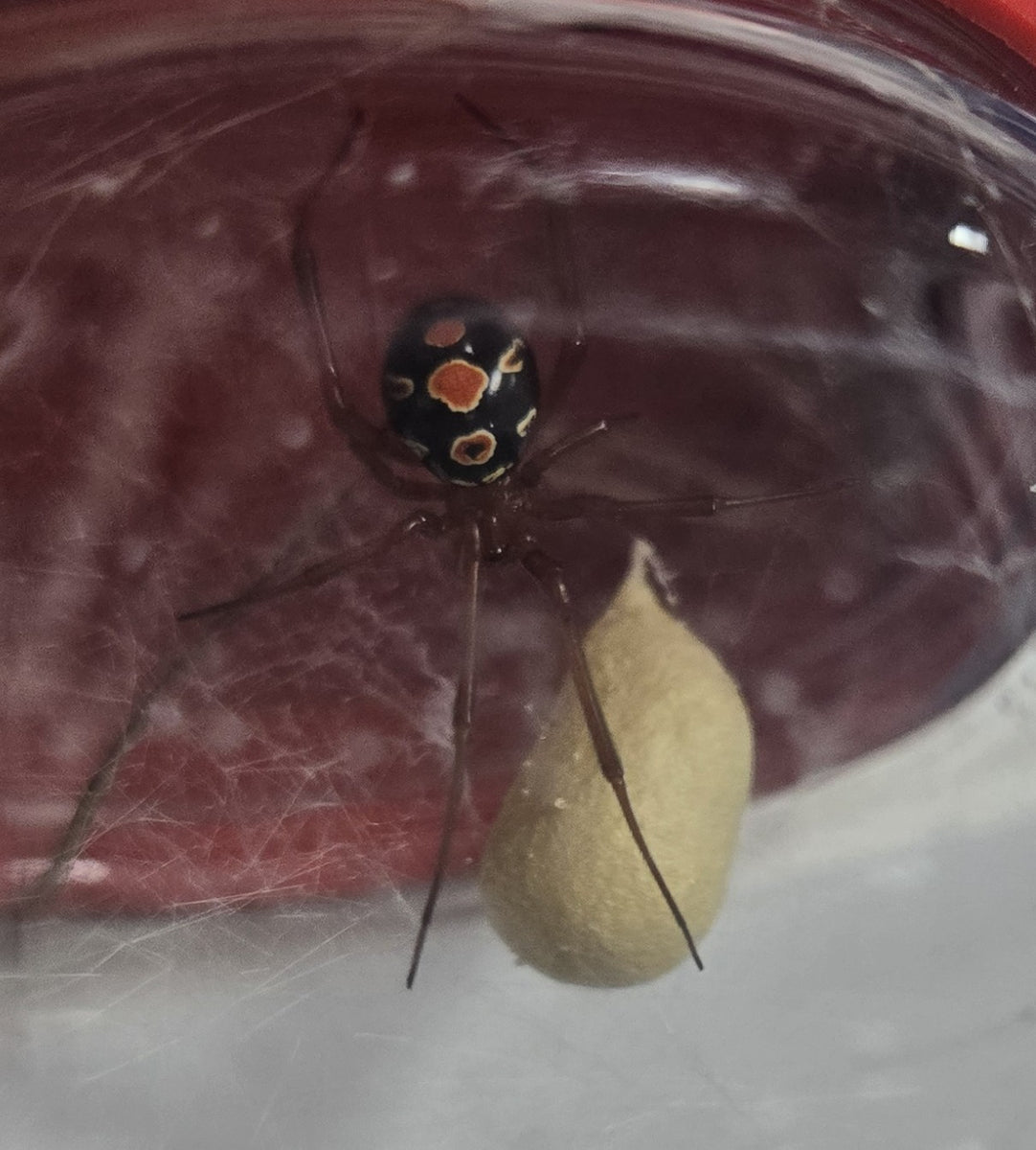 Red Widow Spiders – Live Aquaponics