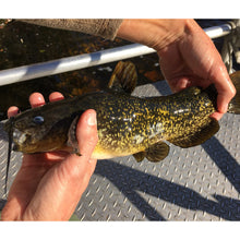 Load image into Gallery viewer, Bullhead Catfish