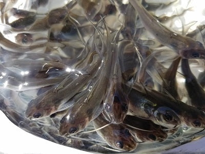 Channel Catfish - Regular- Medium-3-5 Inches