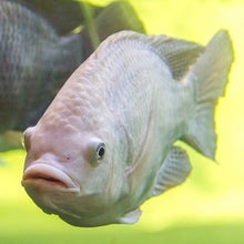 Load image into Gallery viewer, White Nile Tilapia