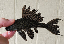 Load image into Gallery viewer, Common Plecos