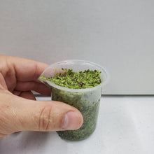 Load image into Gallery viewer, Duckweed