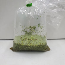 Load image into Gallery viewer, Giant Duckweed