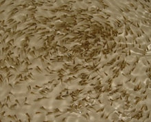 Load image into Gallery viewer, Blue Tilapia