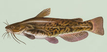 Load image into Gallery viewer, Bullhead Catfish