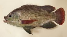 Load image into Gallery viewer, Blue Tilapia