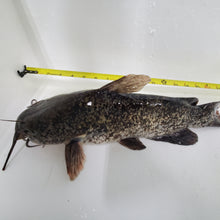 Load image into Gallery viewer, Bullhead Catfish