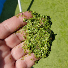 Load image into Gallery viewer, Duckweed