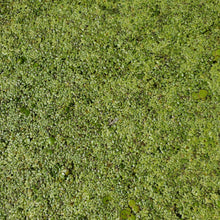 Load image into Gallery viewer, Duckweed