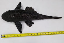 Load image into Gallery viewer, Common Plecos