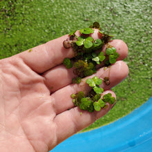 Load image into Gallery viewer, Giant Duckweed