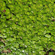 Load image into Gallery viewer, Giant Duckweed
