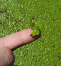 Load image into Gallery viewer, Giant Duckweed