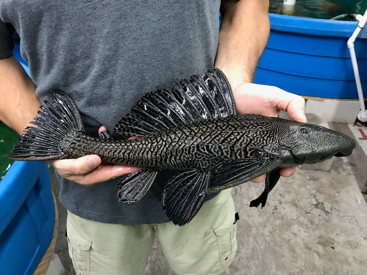 Common Plecos for Sale – Live Aquaponics