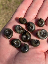 Load image into Gallery viewer, Ramshorn Snail