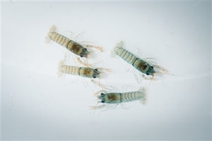 Redclaw Crayfish - Juveniles