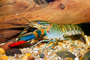 Redclaw Crayfish - Juveniles