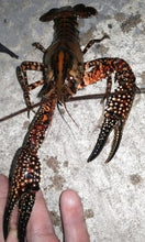 Load image into Gallery viewer, Springs Crayfish Adults