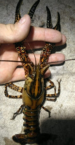 Springs Crayfish Breeding Colony