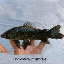 Load image into Gallery viewer, Armored Catfish