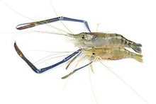 Load image into Gallery viewer, Live Prawns - 3 to 5 Inch Males