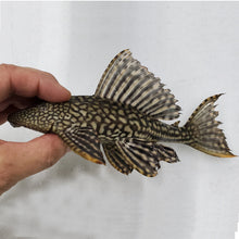Load image into Gallery viewer, Common Plecos