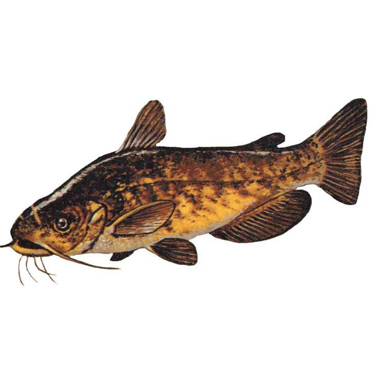 Yellow Bullhead Catfish for Sale – Live Aquaponics