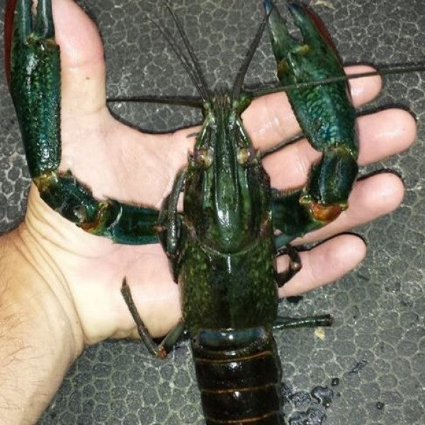 Cooking Redclaw Crayfish