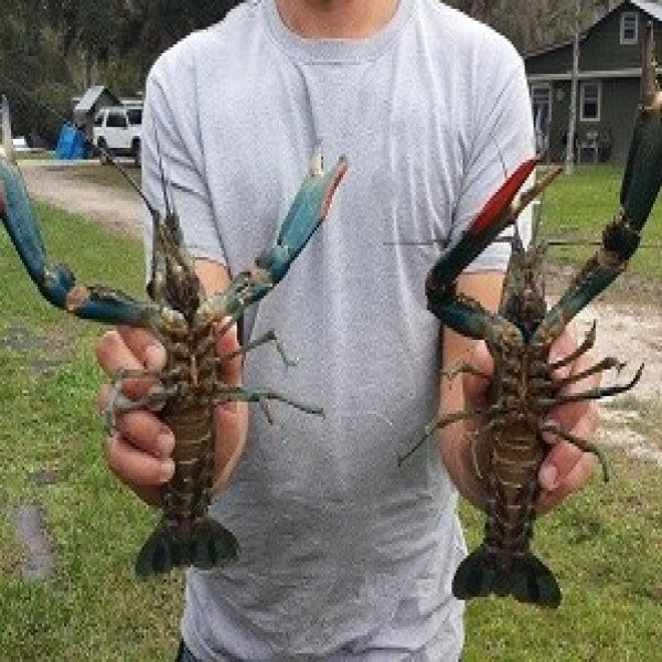 Redclaw Crayfish: Tasty Freshwater Lobsters