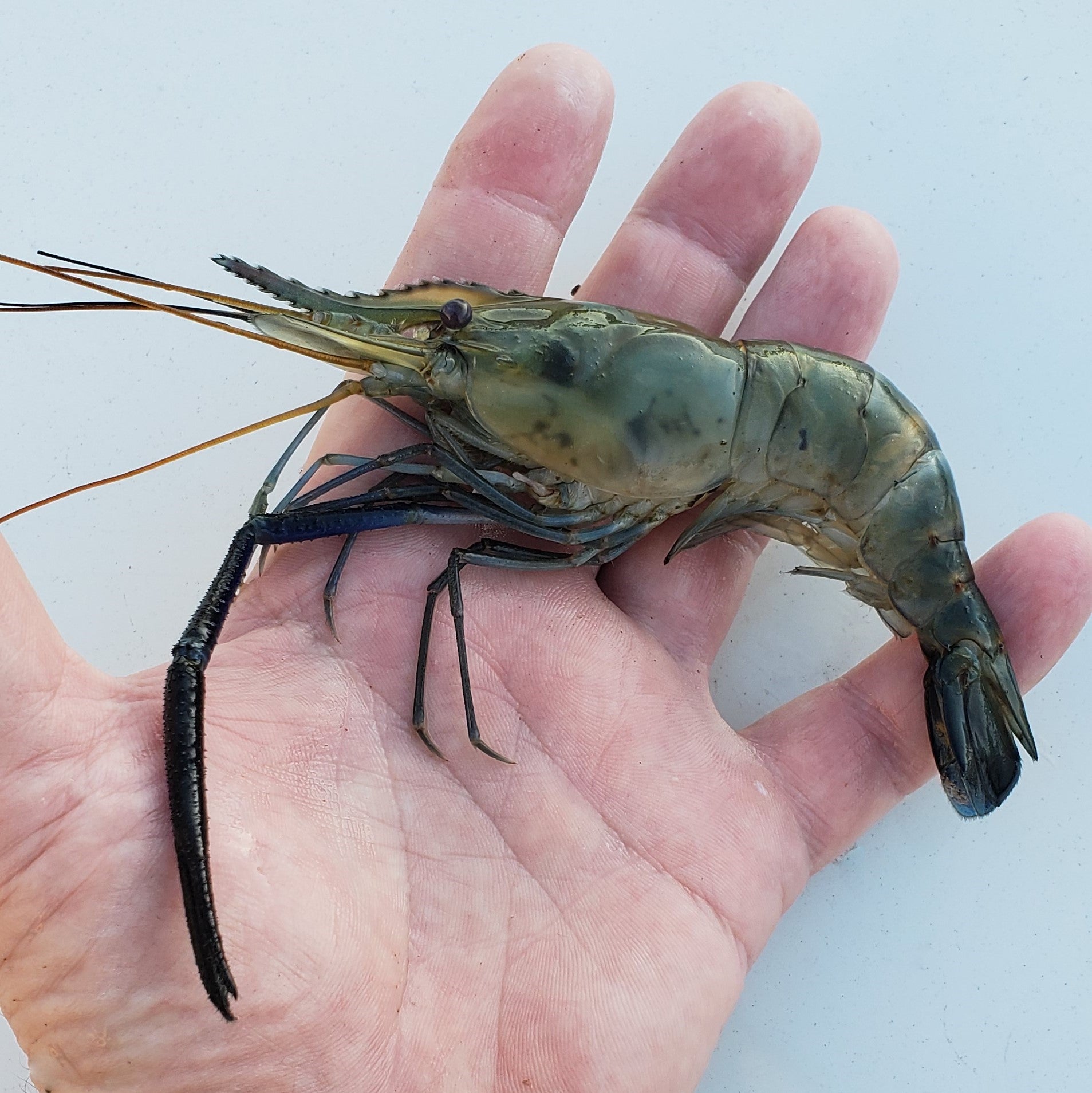 Farming Jumbo Freshwater Shrimp – Live Aquaponics