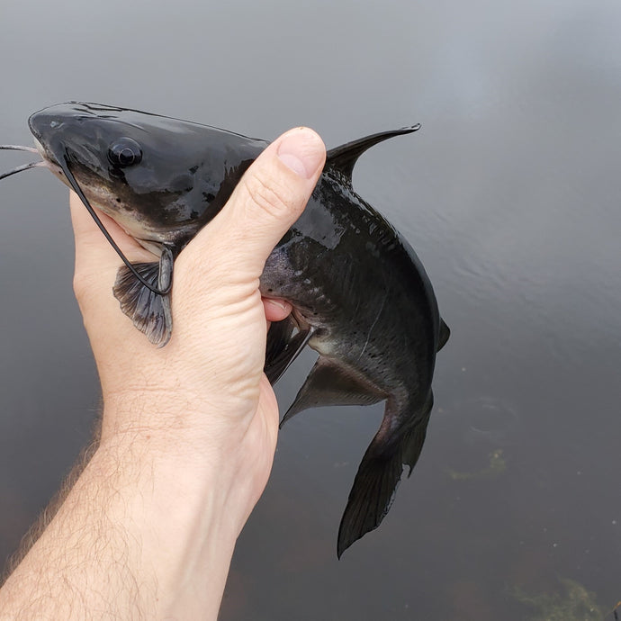 Why Channel Cats Make a Good Starter Fish