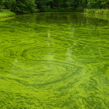 Top Algae-Controlling Fish: Natural Solutions for a Cleaner Pond