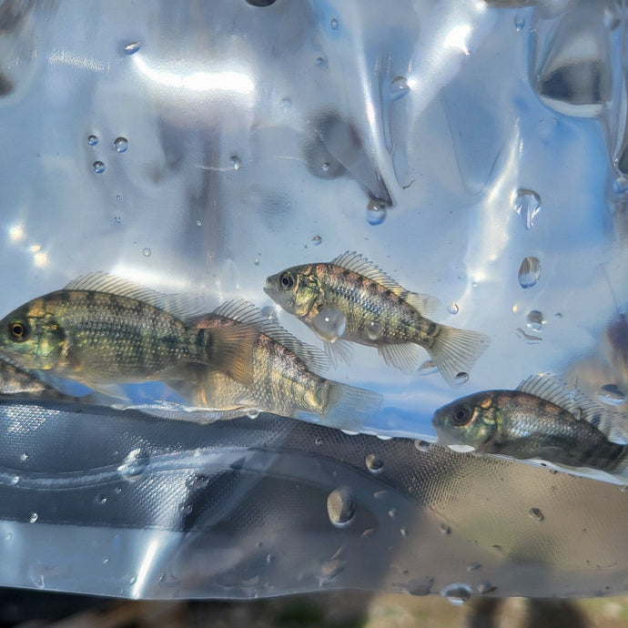 Blue Tilapia: Your Ultimate Aquaponics Ally