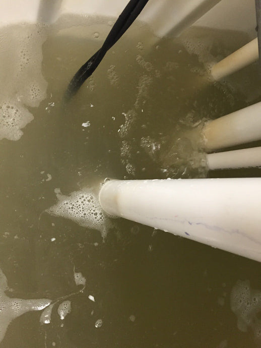 Solving Cloudy Water in Aquaponics: What It Means & How to Fix It