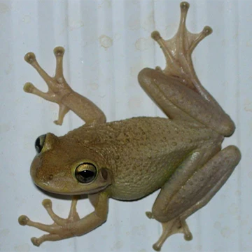 Cuban Tree Frog Care Guide