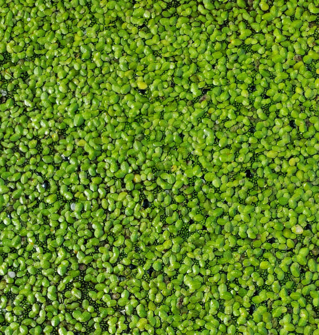 Why You Should Be Growing Duckweed on Your Homestead