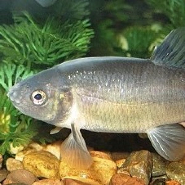 The Advantages of Minnows