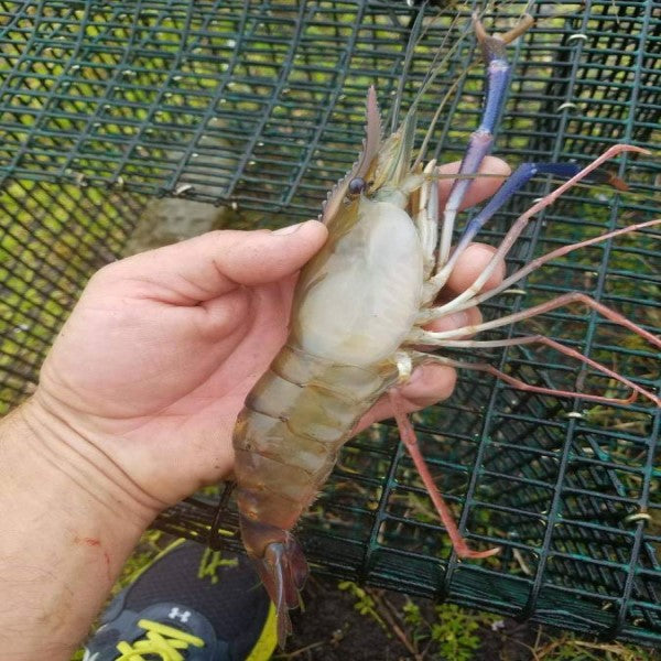 giant freshwater shrimp