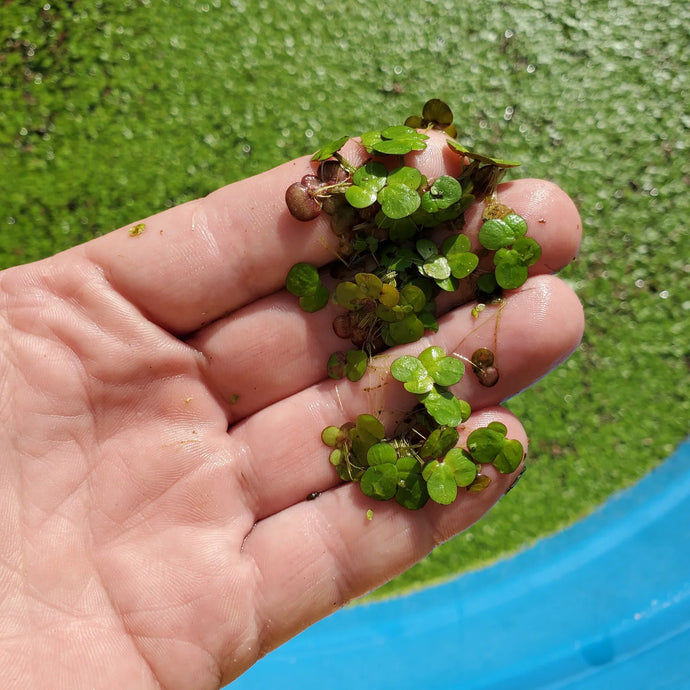 Duckweed vs. Giant Duckweed: Which is Better for Feeding Tilapia?