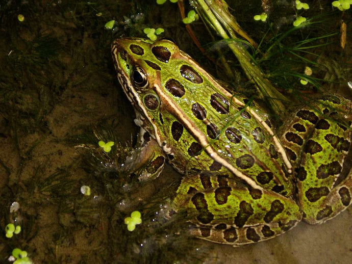 Leopard Frog Care Guide