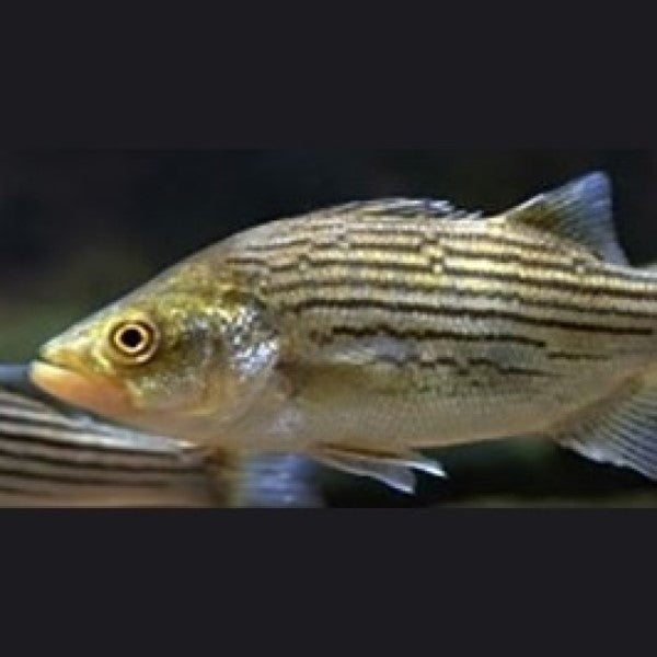 Why Raise Hybrid Striped Bass?