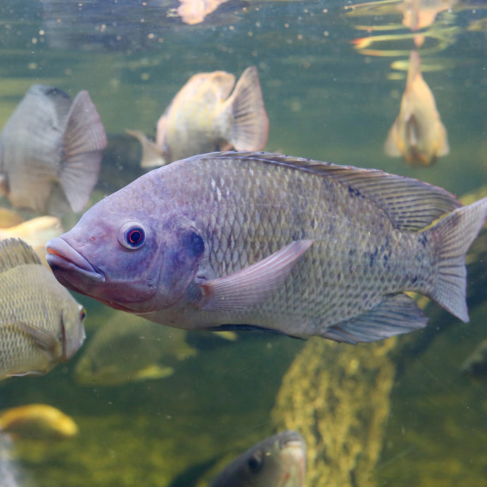 Tilapia: The World's Most Frequently Cultured Fish