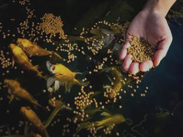 Feeding Fish for Growth