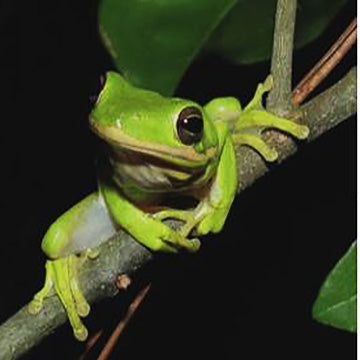 Green Tree Frog Care Guide