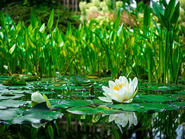 Pond Stocking 101
